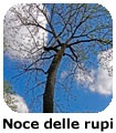 Noce delle rupi